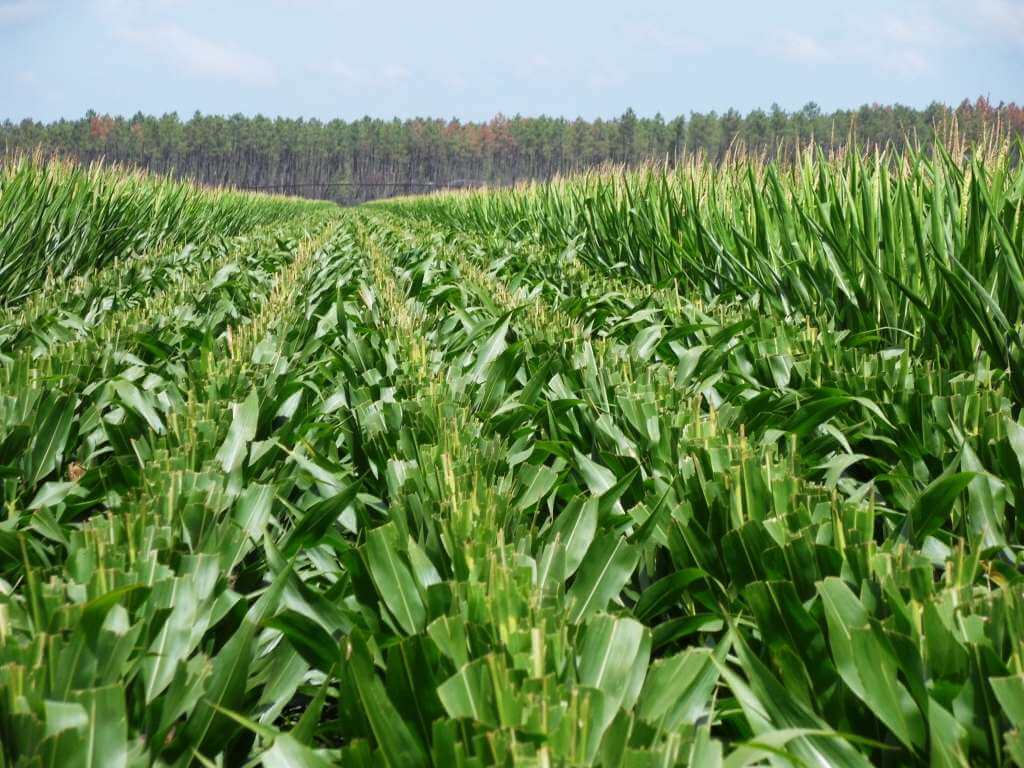 field of green crops